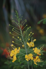A beautiful yellow flower blossom close up