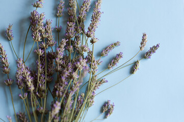 Bunch of lavender flowers on a light blue background