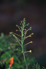 A beautiful flower bud close up