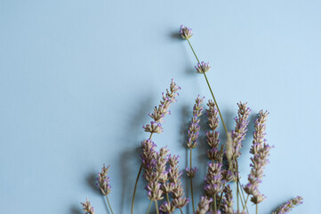 Bunch of lavender flowers on a light blue background
