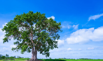 Fototapeta na wymiar Lonely large Bodhi tree in the paddy field with white clouds and blue sky background