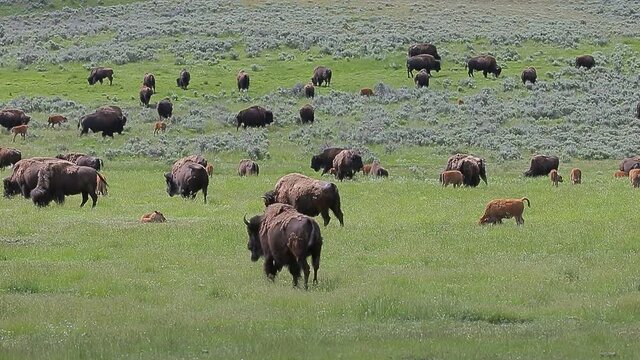 American bison in the Spring at Yellowstone National park