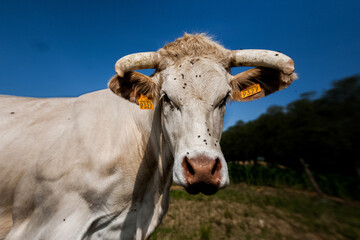 Vache