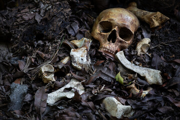 The skull and bone on decay leaf in pit the old graveyard whith has dim light and dark