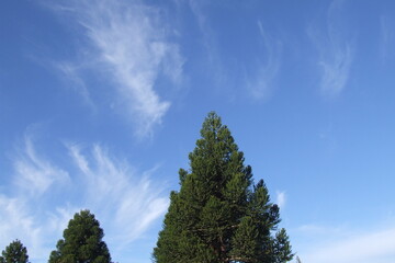 The crown of Araucaria angustifolia.