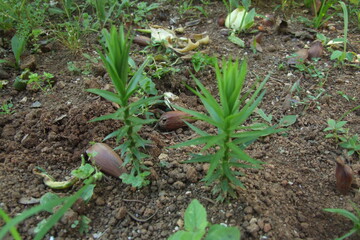 The shoots of a Paraná pine.