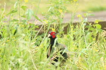 野生のキジ