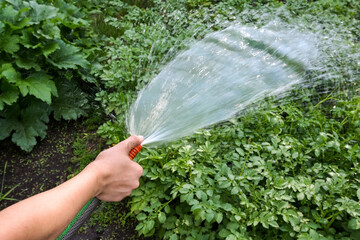 a man pours water from a hose on vegetable beds