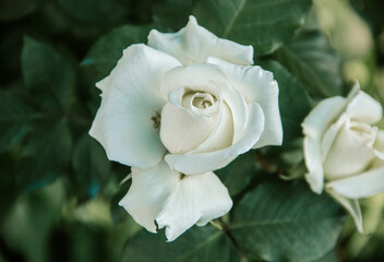 close up of a white rose on the green background. graphic resource, free space	