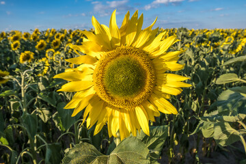 Bright yellow sunflowers in full bloom  in garden for oil improves skin health and promote cell...