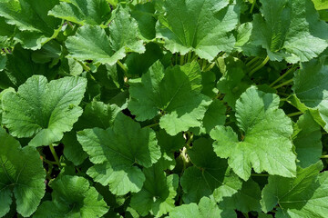 young green zucchini leaves as a natural background