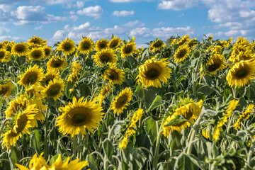 Fototapeta premium Bright yellow sunflowers in full bloom in garden for oil improves skin health and promote cell regeneration