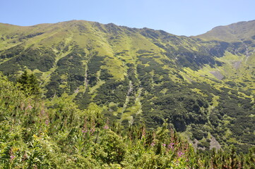 Fototapeta premium Trawiaste, tarzańskie zbocze w letni, słoneczny dzień