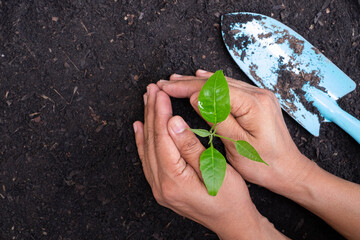 hands of man are planting young tree green grow with shovel on side on black soil background.