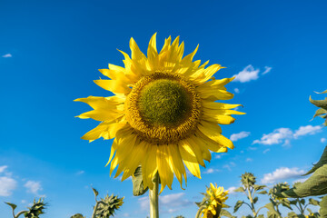 Bright yellow sunflowers in full bloom  in garden for oil improves skin health and promote cell...
