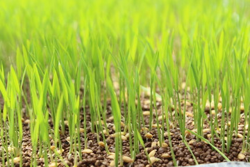 Obraz premium Kiełkowanie ryżu