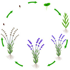 Fototapeta na wymiar Life cycle of a lavender plant on a white background.