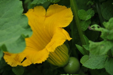 The flower of a pollinated cabutia.