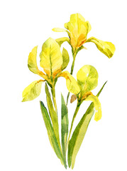 Yellow flowers, irises, watercolor illustration, summer flowers, vintage. Leaves, greens, flower. For wedding, holiday, celebrations.