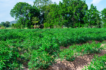 Fototapeta na wymiar Cassava fields