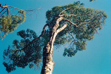 The crown of bracatingas, a typical tree of the Atlantic forest.