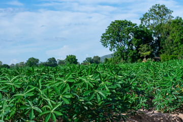 Fototapeta na wymiar Cassava leaves