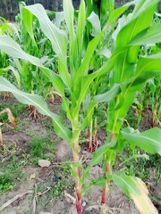 green corn field, maize plant, leaves, garden, agricultural,  vegetation