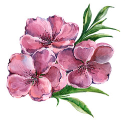 Watercolor flowers peach on white background. Floral illustration.