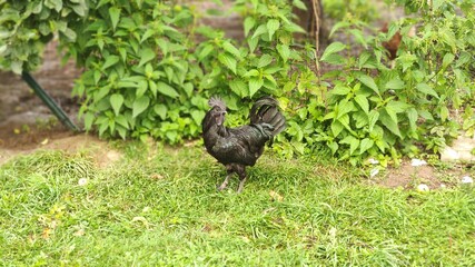 Black rooster ayam cemani