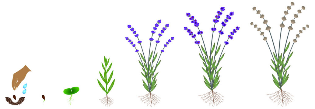 Cycle of growth of a plant of a lavender isolated on a white background.