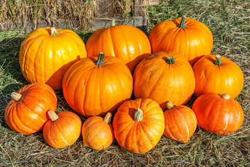 Natural autumn fall view pumpkin on eco farm background. Inspirational october or september wallpaper. Change of seasons, ripe organic food concept. Halloween party Thanksgiving day.