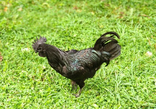 Black beauty rooster ayam cemani