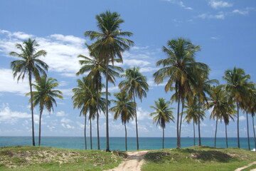 Fototapeta na wymiar Palm trees in the wind.