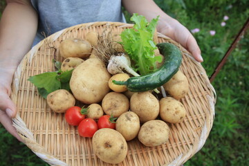 家庭菜園で収穫した夏野菜