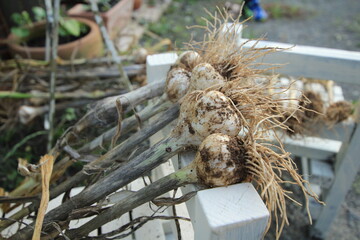 収穫したニンニク