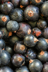 Texture background with blackcurrant berries