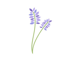 Fototapeta na wymiar Lavender vector illustration. Lavender flower branch vector illustration. 
