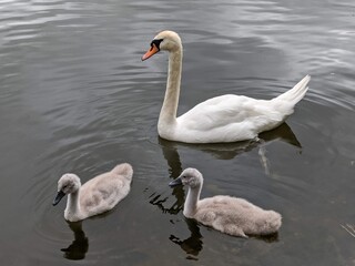 Swan with cygnets