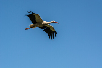 Obraz premium Stork flying through a brilliant blue sky 