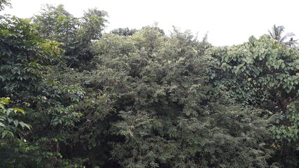 These photos are from the middle east of Kerala region. Its from the gods own country natural photos. These photos denotes the agricultural aspects for the country. It mentioned the powerful cultural 