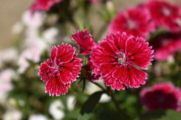 pink flowers