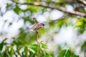 スズメ　雀　すずめ　Tree Sparrow　Eurasian Tree Sparrow