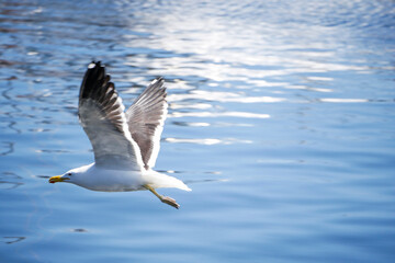 Vuelo de Gaviota
