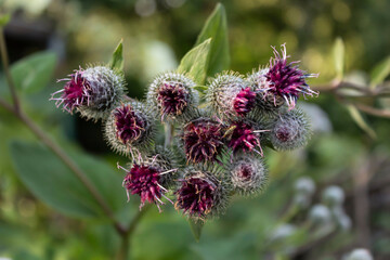 In summer, the plant blossomed, used both in cosmetology and in medicine, common burdock (lat. Árctium).
