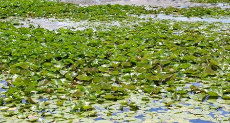 A close view of the lily pads on the pond water.