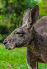 Naklejka na ściany i meble Red Kangaroo in Queensland Australia 