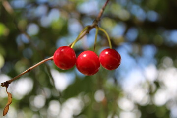 Kirschen im Sonnenglanz