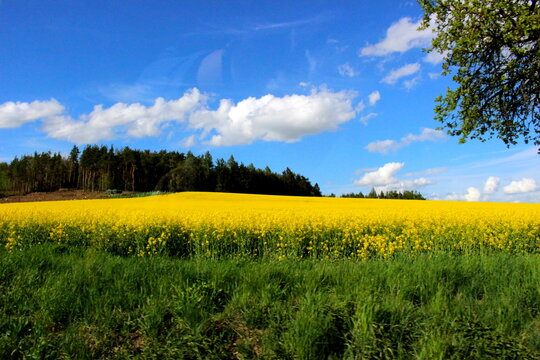 Rape, Landstejn, Czechia