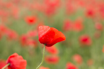 Obraz premium coquelicot3