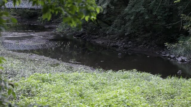 Un héron vert dans une rivière